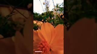 Morning nature view #shorts #youtubeshorts #viral #flowers #morning #nature #naturelovers