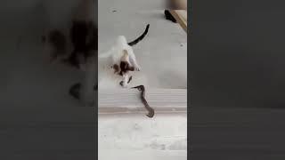  Cat VS Snake 