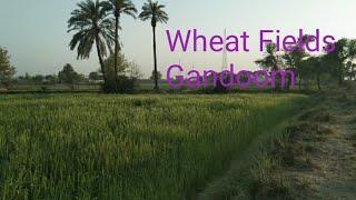 #village#wheatfields#gandoom.       My late sister's wheat fields in village