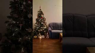 диван в дом #happynewyear #диван #shorts