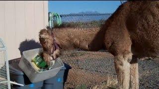 Camels really hate bins