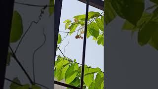 Gardening with geet kumar English/Hindi#Shorts