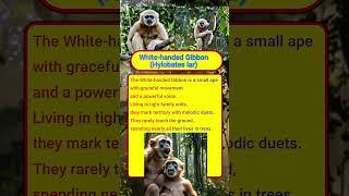 Curious Info #041 – White-handed Gibbon (Hylobates lar) #primates #gibbon #rainforest