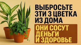 Выбросьте эти 3 цветка из дома, они тянут деньги, здоровье и удачу! Приметы, обряды