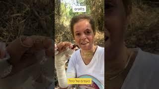 בלוטים