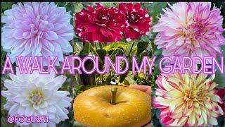 Walk Around My Beautiful Garden Sept 2024