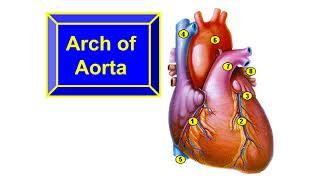 Ascending aorta - Arch of aorta- Thoracic aorta- Abdominal aorta- Inferior vena cava