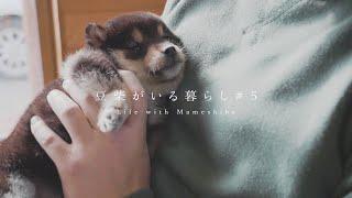 【豆柴暮らし】生後2ヶ月の子犬が我が家にやってきた日の話