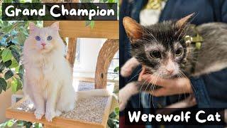 What Really Happens at a Cat Show (San Diego CFA) | The Cat Butler