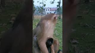 Captive-bred baby monkey