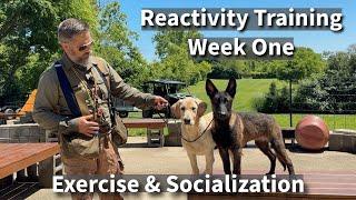 Understanding & Preventing Puppy (Dog) Reactivity | Part Two