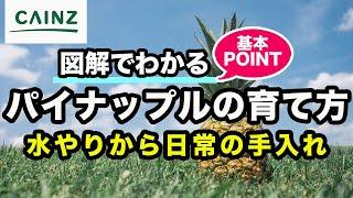 美味しいパイナップルの育て方｜パイナップル栽培【カインズ植物図鑑】