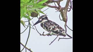 Kingfishers of Sindh