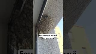 Бесплатное жильё без ипотеки            #приемка #приемкаквартиры #авангард #жилье #ипотека #улий