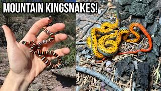 Fire on the Mountain! Stunning Mountain Kingsnakes, Rattlesnakes, and More New Mexico Wildlife!