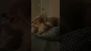 Pomeranian Lovers Song