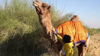 Camel Rocky being teased by Camel Wallah, Sam Sand Dunes, Rajasthan 27.1.2025