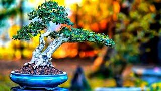 Kumpulan Bonsai Vietnam - nhóm cây cảnh việt nam