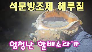 석문방조제 엄청난 할배소라가 낙지는 덤으로 #해루질