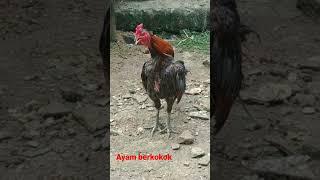 Suara ayam berkokok #suara #ayam #shorts