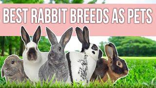 Best Rabbit Breeds as Pets