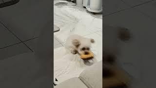 내 도넛츠 초코오빠한테 안뺏겨!!
