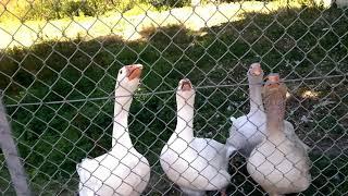 Die Gänse von porta Westfalica Barkhausen