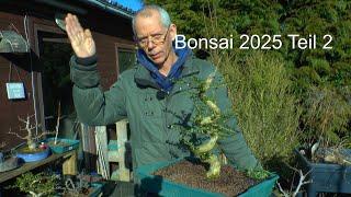 Bonsai 2025 Teil 2 Lonicera Spirale zum Frühling schneiden und mit Komposter versorgen