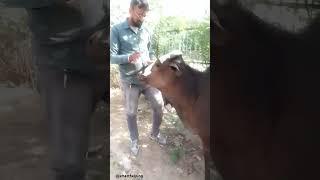pls sapoot doston #animals #helping #cow #viral #help #saveanimals #smarthelping