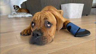 Why his swollen paw is life threatening  (LIVE )