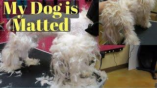 Dog is Matted Maltipoo Groom