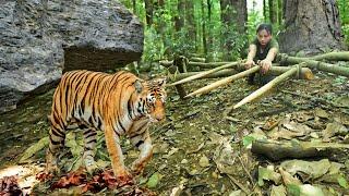 Bad Day, Facing a Big Tiger.../ Losing a Friend, Hatred and Determination to Trap a Tiger, Part 3