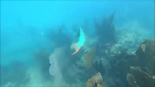 Scuba Diving - Key West and Santorini