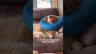 Funny Pet Videos  Best Cats & Dogs Clips  PART 3 #pets #cats #dogs #funny