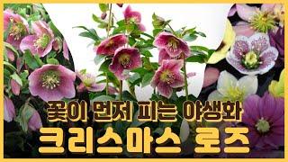 꽃이 먼저 피는 야생화 크리스마스로즈 다시보기