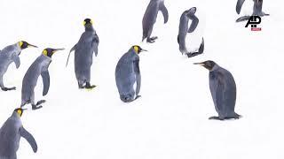 Belgian wildlife photography group spotts rare black king penguin in Antarctica