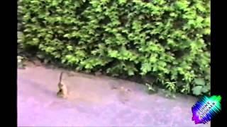 приколы 2014 лучший мега прикол смотреть всем