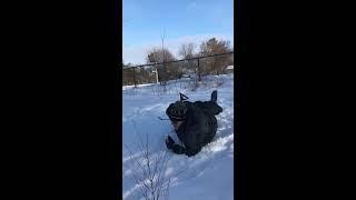 The 2020 Dad sled