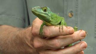 The Phylogenetic Tree of Anole Lizards — HHMI BioInteractive Video