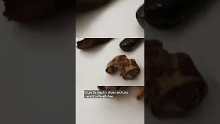 Birch bark to rubber? Nature’s hidden material