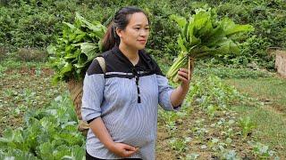 A Day Of Harvesting Ginger & Green Vegetables In The Garden Goes to market sell - Lý Thị Ca