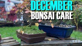 Avoid Disaster: December Bonsai Care