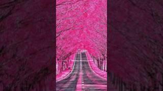 Beautiful Walkway Ginkgo Tree Tunnel #shots #wallpaper #viralvideo #viralshorts #shortvideo #short