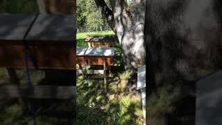 Top-bar Beehives