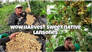 HARVEST SWEET NATIVE LANSONES.FRESH FROM THE FARM.