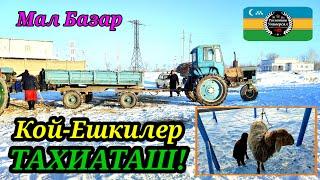 МАЛ БАЗАР  СКОТНЫЙ РЫНОК 02.03.25ж.#тахиаташ#каракалпакистан#бахалары#цены#баран#овцы#козы#козел