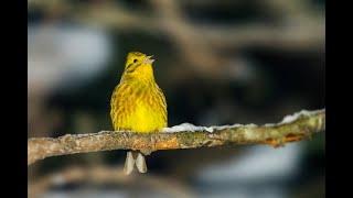 Yellowhammer  sings in an amazing voice, wonderful and soothing. 1 Hour