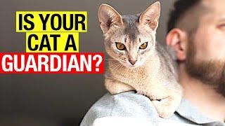 10 Surprising Signs That Your Cat is Protecting You!