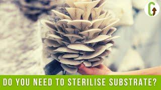 Sterilisation vs. Pasteurisation in Mushroom Cultivation I How To Grow Mushrooms I GroCycle