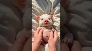 Tiny Piglet Cuteness Overload!  Watch These Pigs Being Pampered!